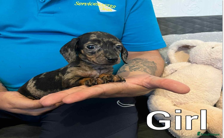 Miniature Dachshund dogs - Advert 3