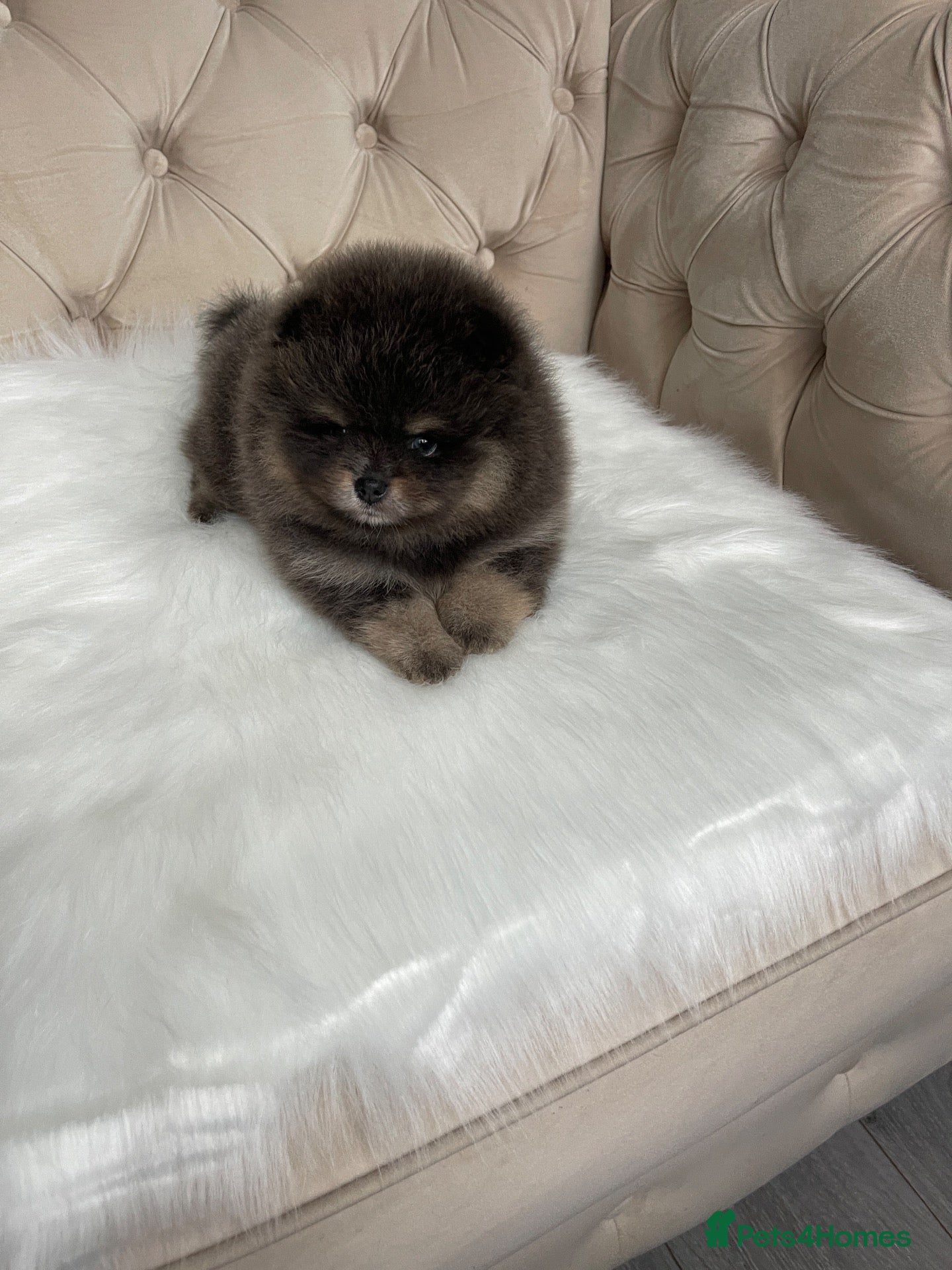 Pomeranian dogs 🐾 RESERVATIONS NOW OPEN 🐾 - Advert 7