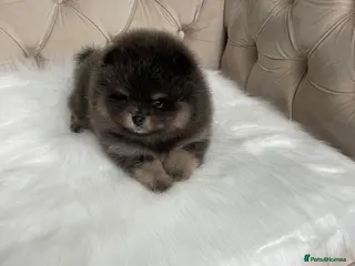 Pomeranian dogs ✨ RARE POMERANIAN BOY ✨ - Advert 3