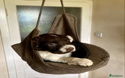 English Springer Spaniel dogs for sale: English Springer Spaniel Pups  - Image 12