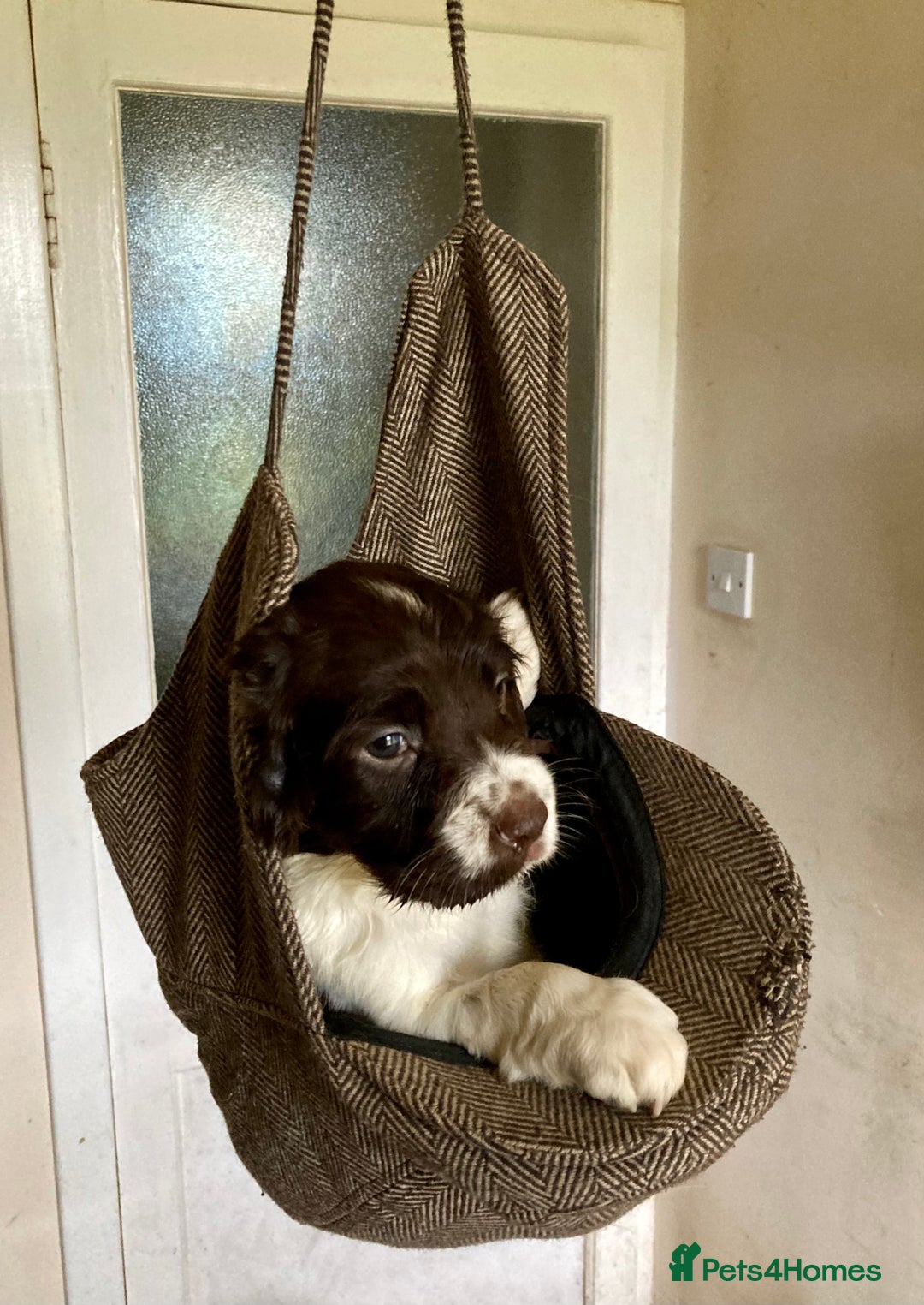 English Springer Spaniel dogs for sale: English Springer Spaniel Pups  - Image 12