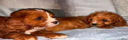 Cavapoo dogs for sale: Cavapoos  in Worcester - Advert 3