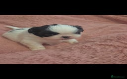 Shih Tzu dogs for sale: Shih tzu - Image 6