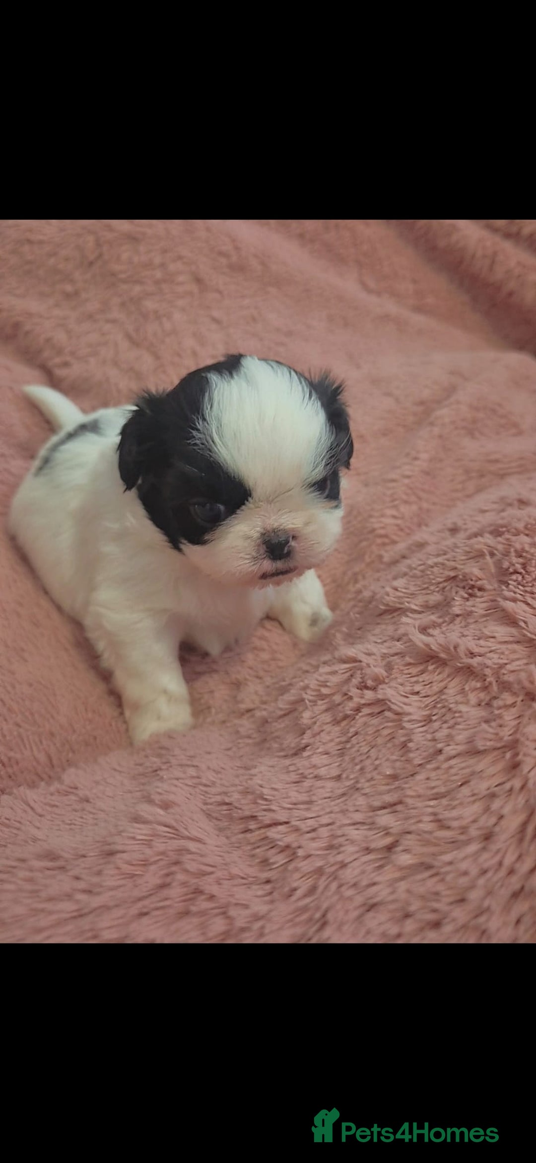 Shih Tzu dogs for sale: Shih tzu - Image 6