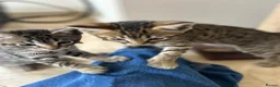 Bengal cats for sale: Playful, loving and exceptional pedigree kittens in Chipping Norton - Advert 4