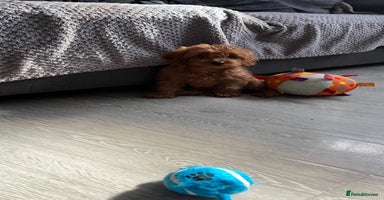 Cavapoo dogs - Advert 2