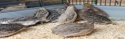 Quail poultry for sale: Celadon Quail hatching eggs x12 - Advert 3