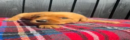 Labrador Retriever dogs for sale: 🧡 Fox Red KC working Labrador’s  in Thetford - Advert 19
