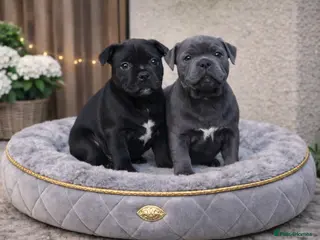 Staffordshire Bull Terrier dogs SHOW QUALITY PUPS AVAILABLE WOW - Advert 5