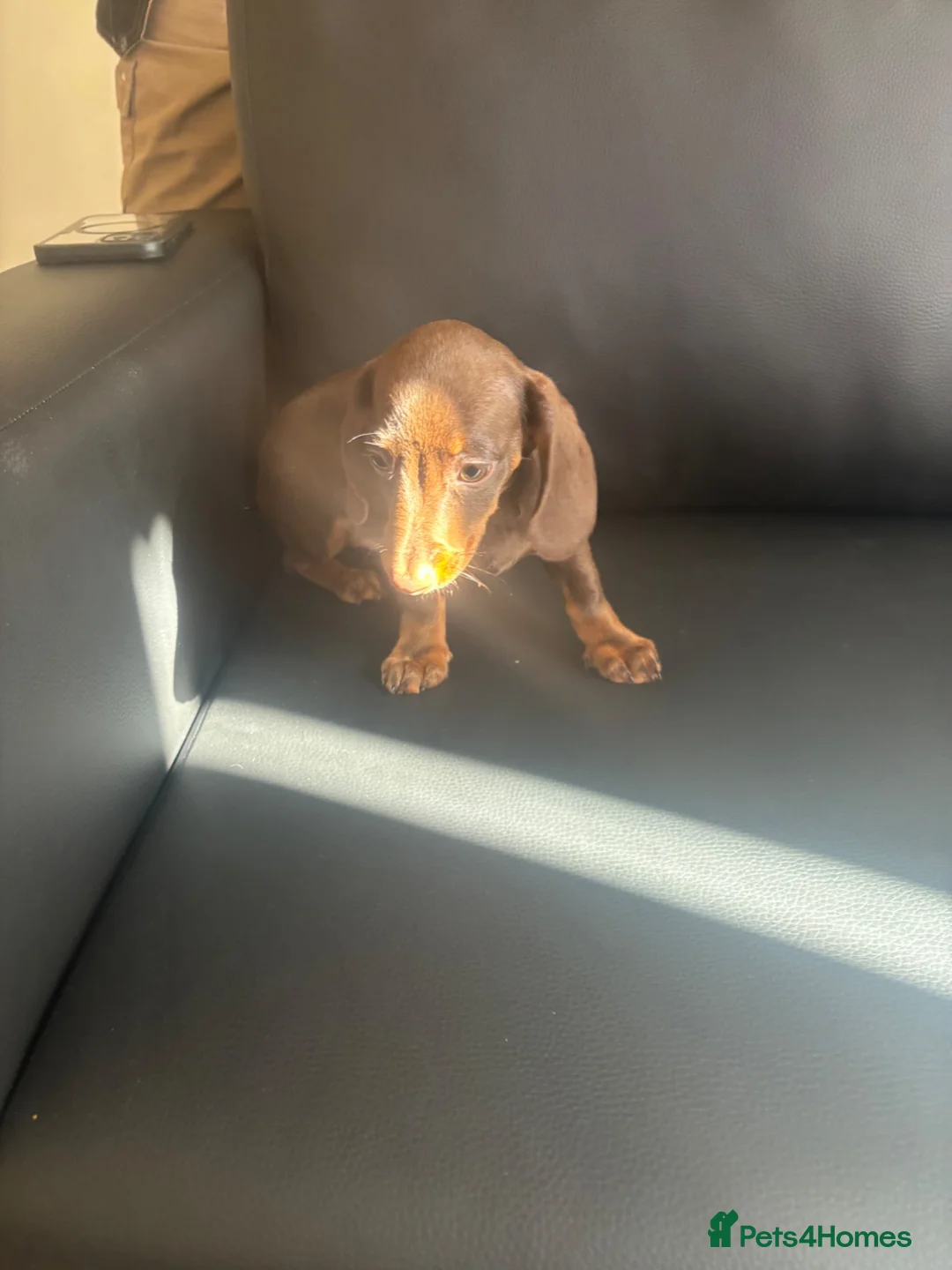 Miniature Dachshund dogs for sale: Miniature Dutch hound in Reading - Advert 2