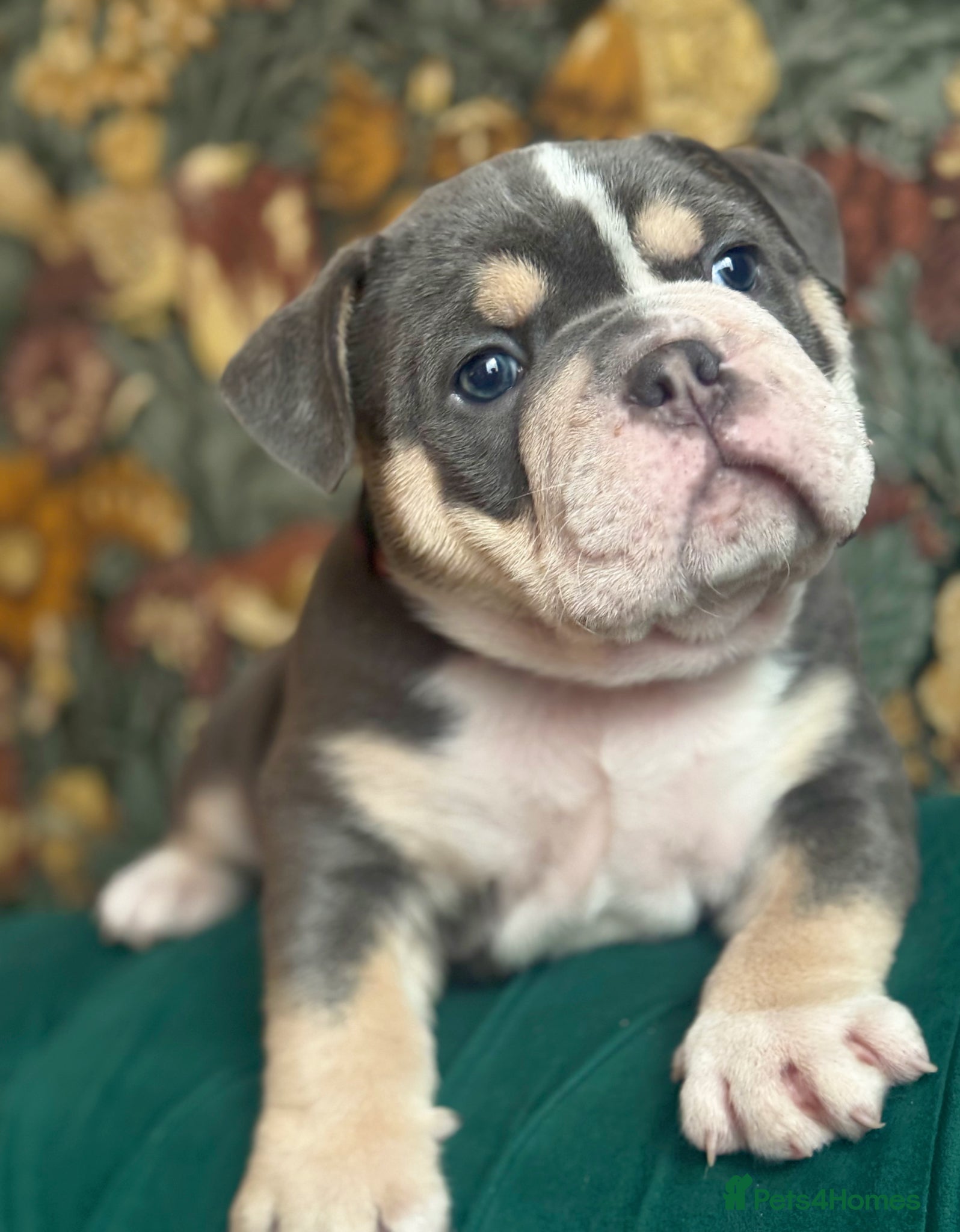 Dorset Olde Tyme Bulldogge dogs Beautiful true to the breed amazing quality🦍 - Advert 1