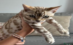 Bengal cats for sale: Snow bengal kitten /male - Image 6