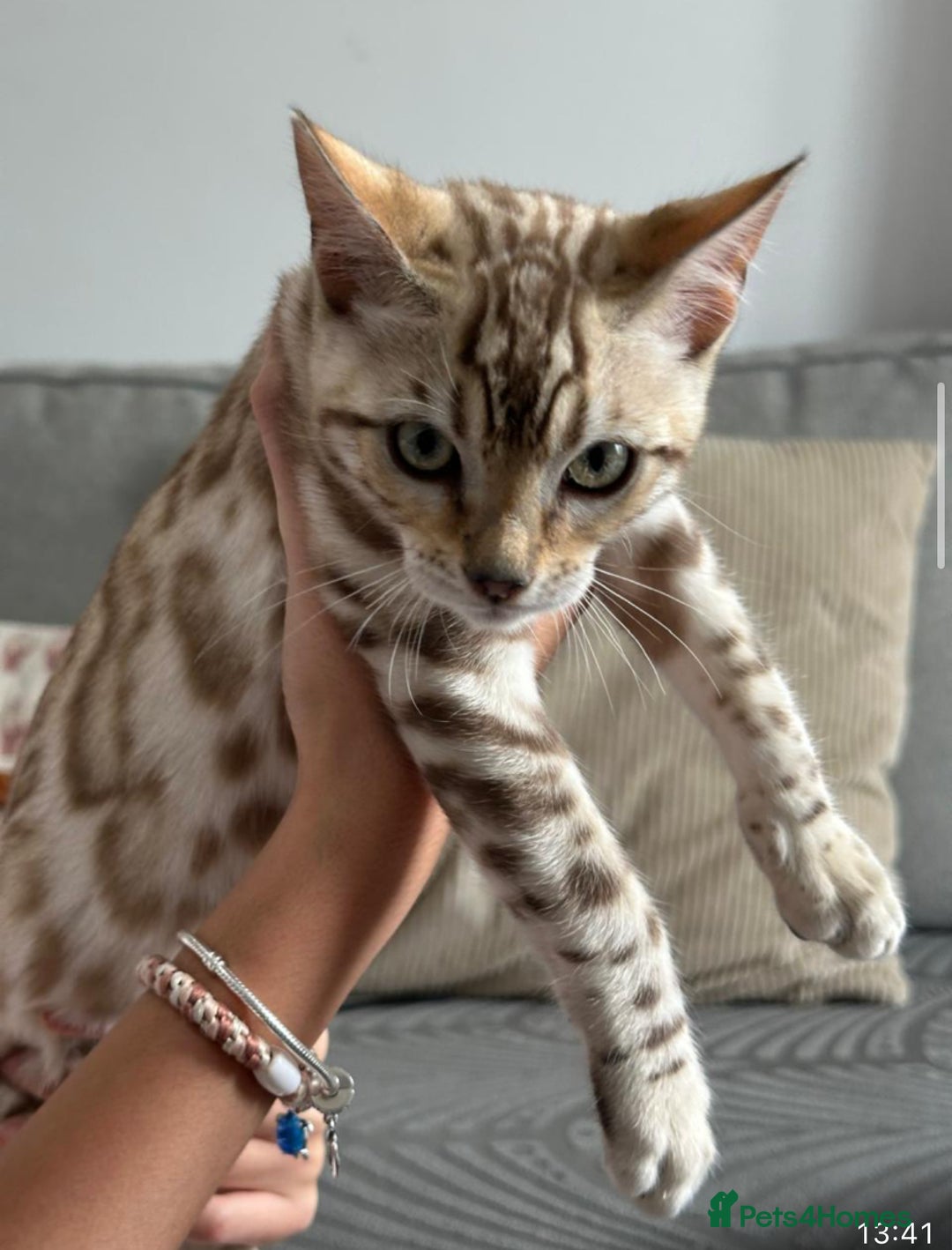 Bengal cats for sale: Snow bengal kitten /male - Image 6