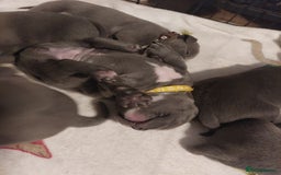 Staffordshire Bull Terrier dogs for sale: Blue Staffordshire Bull Terrier 🐶 Puppies 🐶 - Image 35