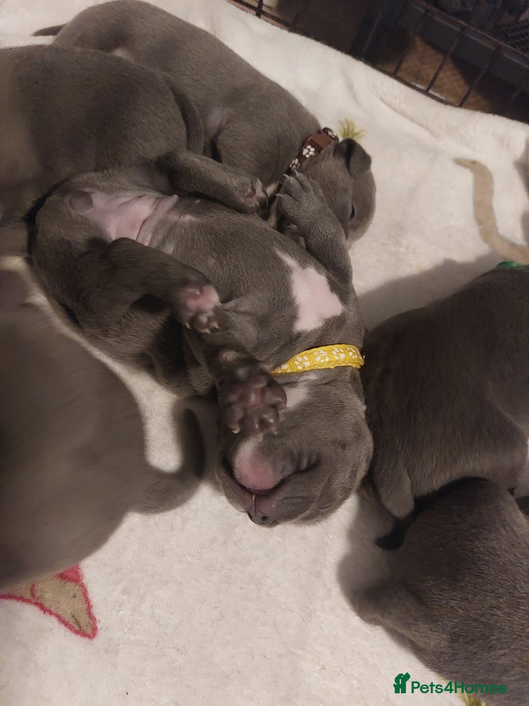 Staffordshire Bull Terrier dogs for sale: Blue Staffordshire Bull Terrier 🐶 Puppies 🐶 - Image 35