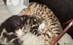 Bengal cats for sale: Best of Bengal - Image 5