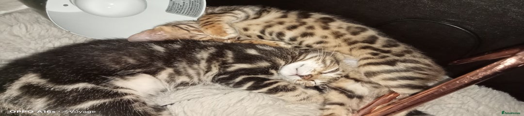 Bengal Kitten 4