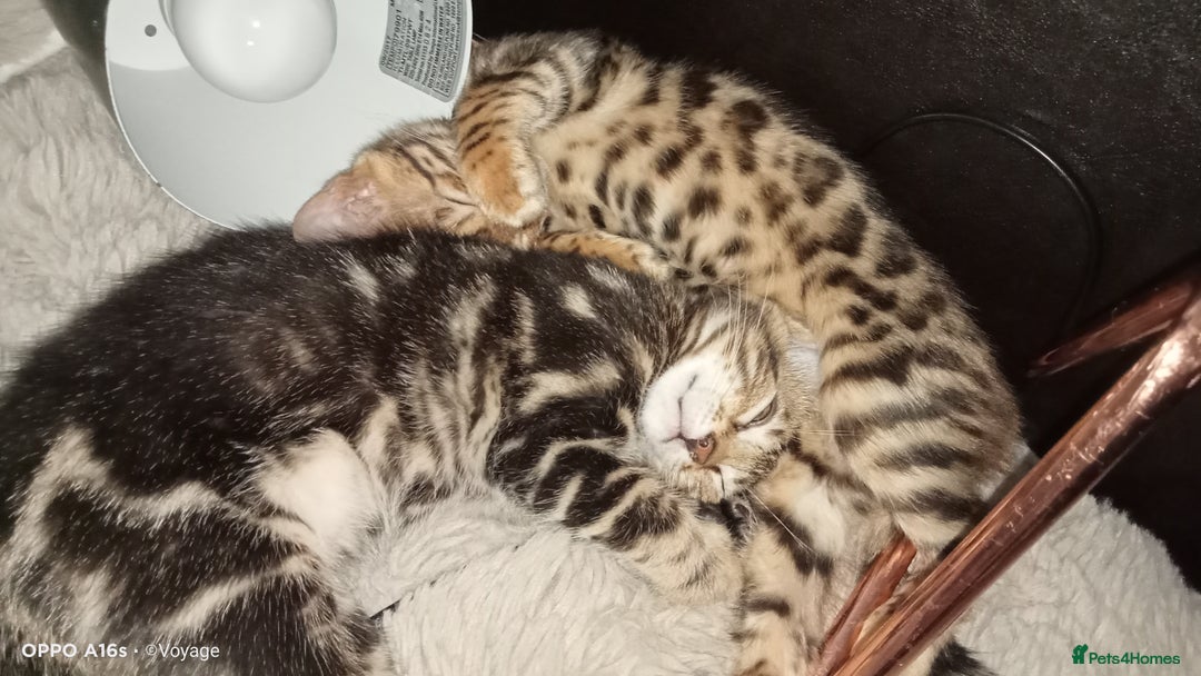 Bengal cats for sale: Best of Bengal - Image 5