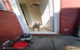 Mixed Breed dogs for sale: Honey (French bully x pocket bully) - Image 3