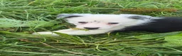 Border Collie dogs for sale: Border collie puppies  in Lanark - Advert 8