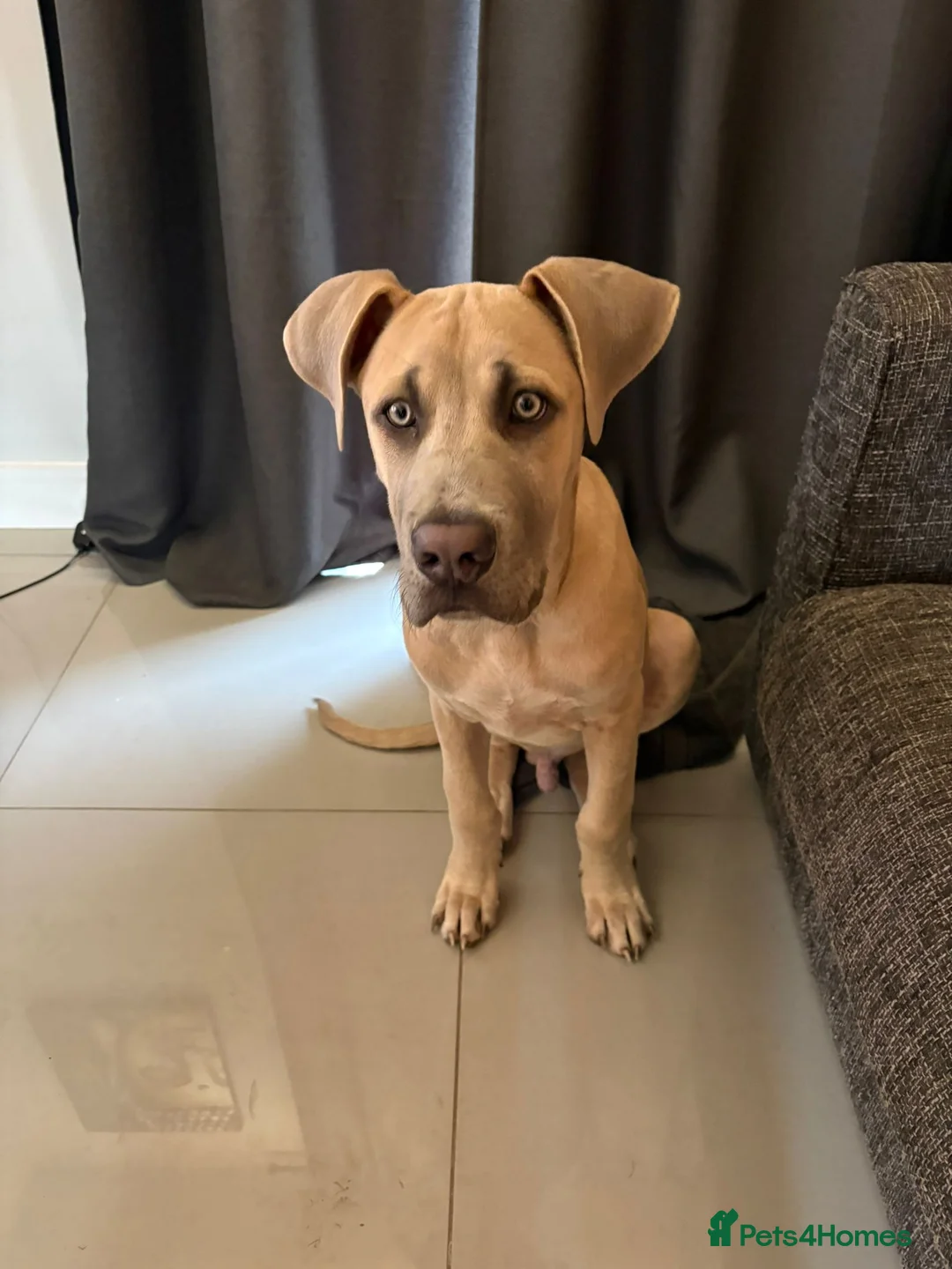 Mixed Breed dogs for sale: Great Dane x English Mastiff - Advert 2