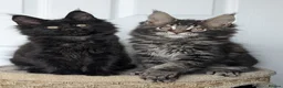 Maine Coon cats for sale: Pedigree Maine coons kittens Tica registered - Advert 13