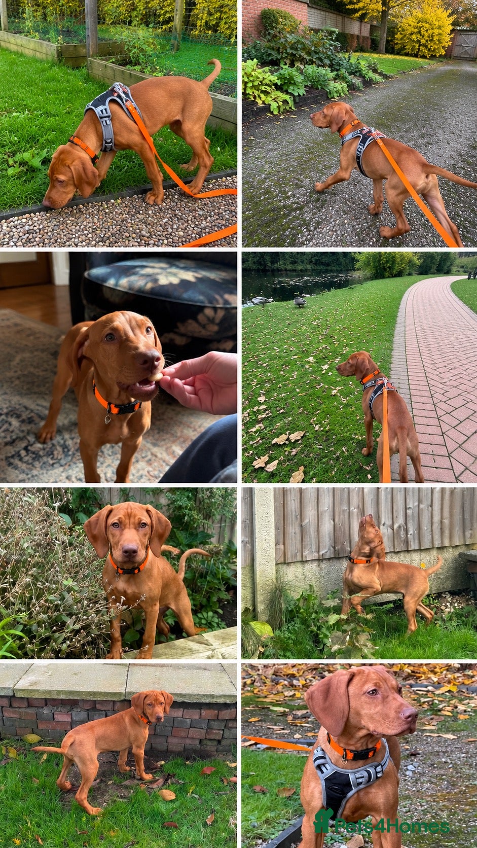 Hungarian Vizsla dogs for sale: Stunning Vizsla Female Puppy - Advert 2