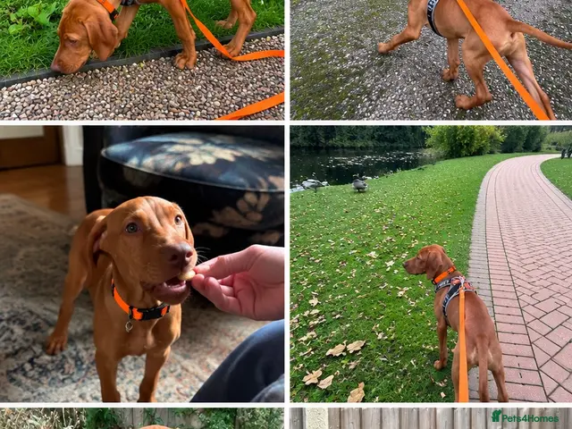 Hungarian Vizsla dogs for sale: Stunning Vizsla Female Puppy - Advert 2