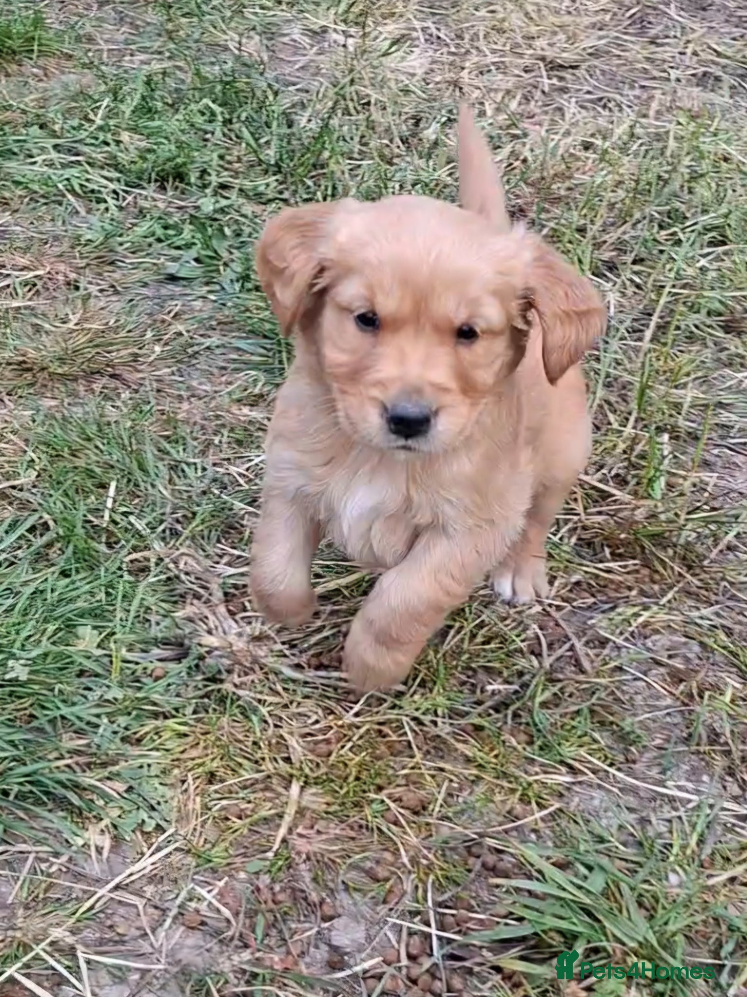 Golden Retriever dogs for sale: KC registered golden retriever pups  - Advert 5