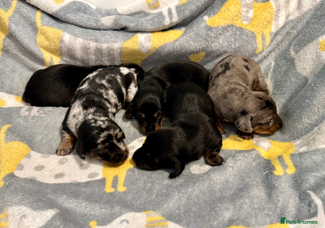Miniature Dachshund dogs for sale: Mini dachshund puppies KC reg parents DNA tested - Image 12