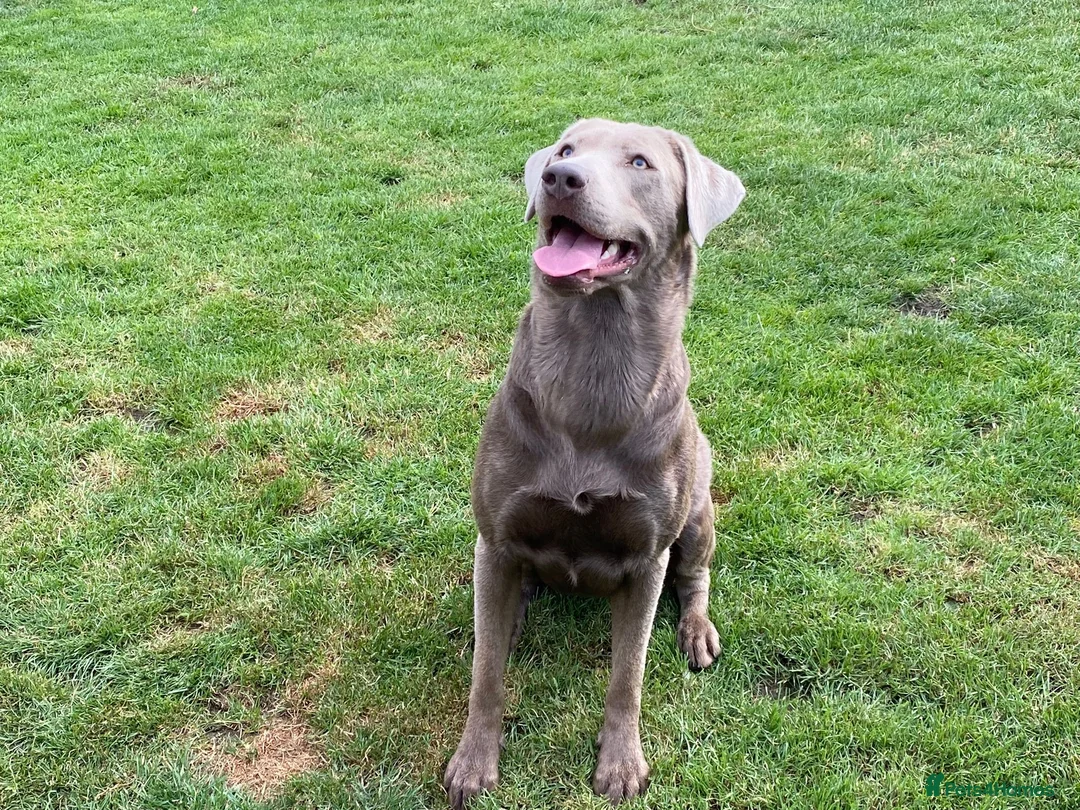 Labrador Retriever dogs for stud: Championship lines, KC silver lab stud 0.0% COI in Cambridge - Advert 7