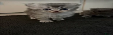 Persian Kitten 3