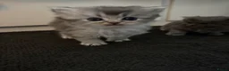 Persian cats for sale: British Persians  - Advert 15