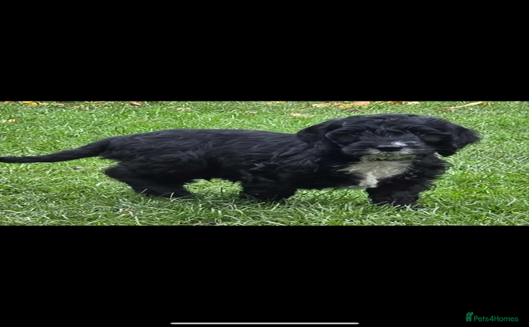 Cockapoo dogs - Advert 13