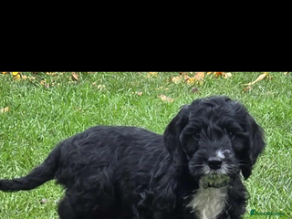 Cockapoo dogs for sale - Advert 1