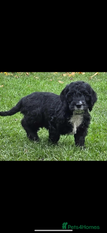 Cockapoo dogs - Advert 11