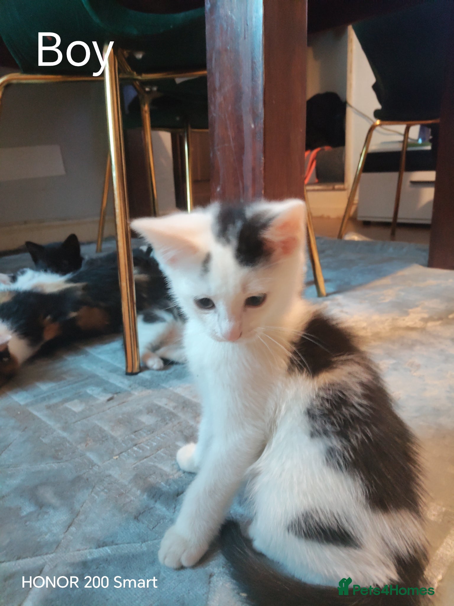 Mixed Breed cats Kitten for sale - Advert 1