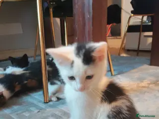 Mixed Breed cats Kitten for sale - Advert 1