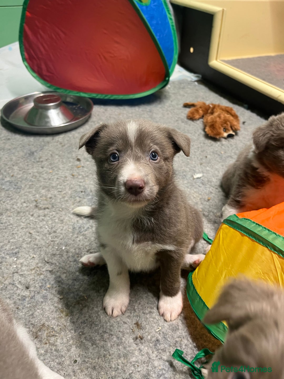 Border Collie dogs for sale: Fully health tested lilac and white kcreg puppies  - Image 22