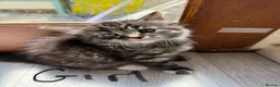 Mixed Breed cats for sale: 3 Siamese/tabby kittens  - Advert 6