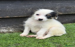 Jack Russell dogs for sale: The cutest little Jack Russel pups ❤️ - Image 11