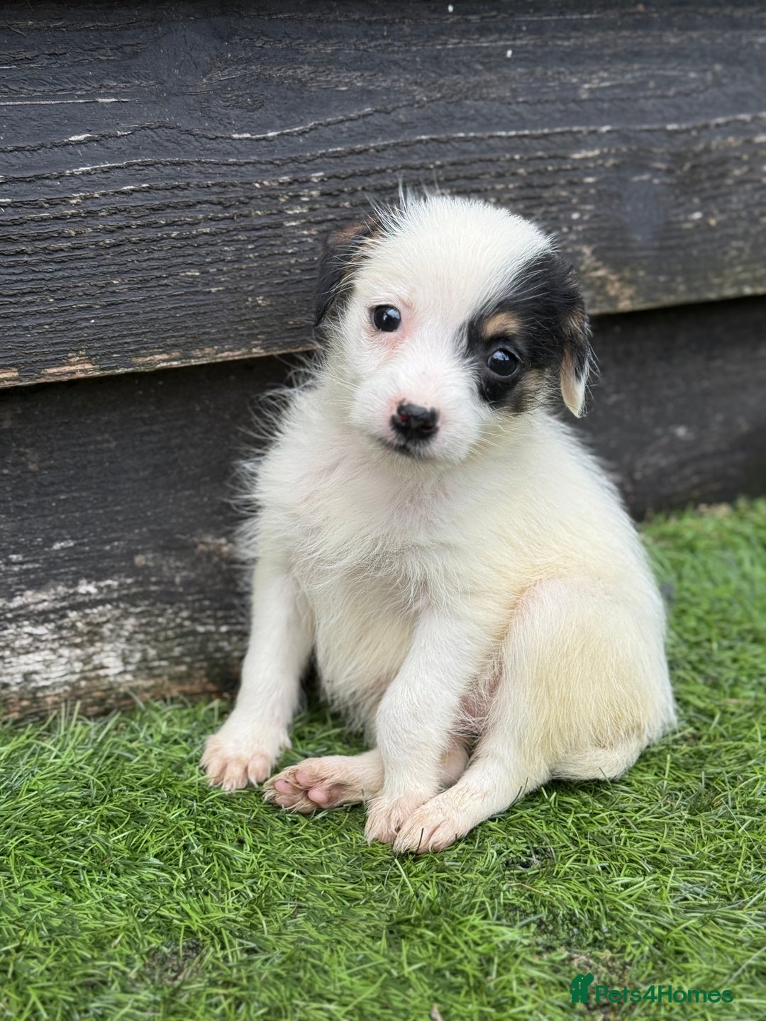 Jack Russell dogs for sale: The cutest little Jack Russel pups ❤️ - Image 11