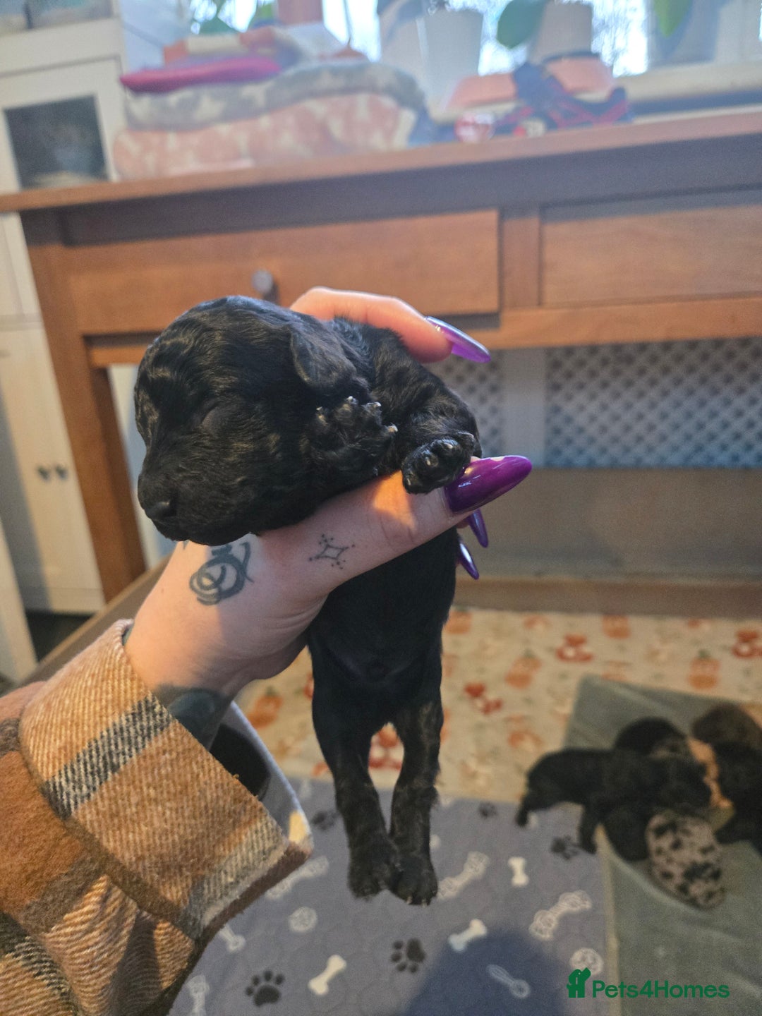 Cocker Spaniel dogs for sale: Cockerpoo pups  - Advert 6