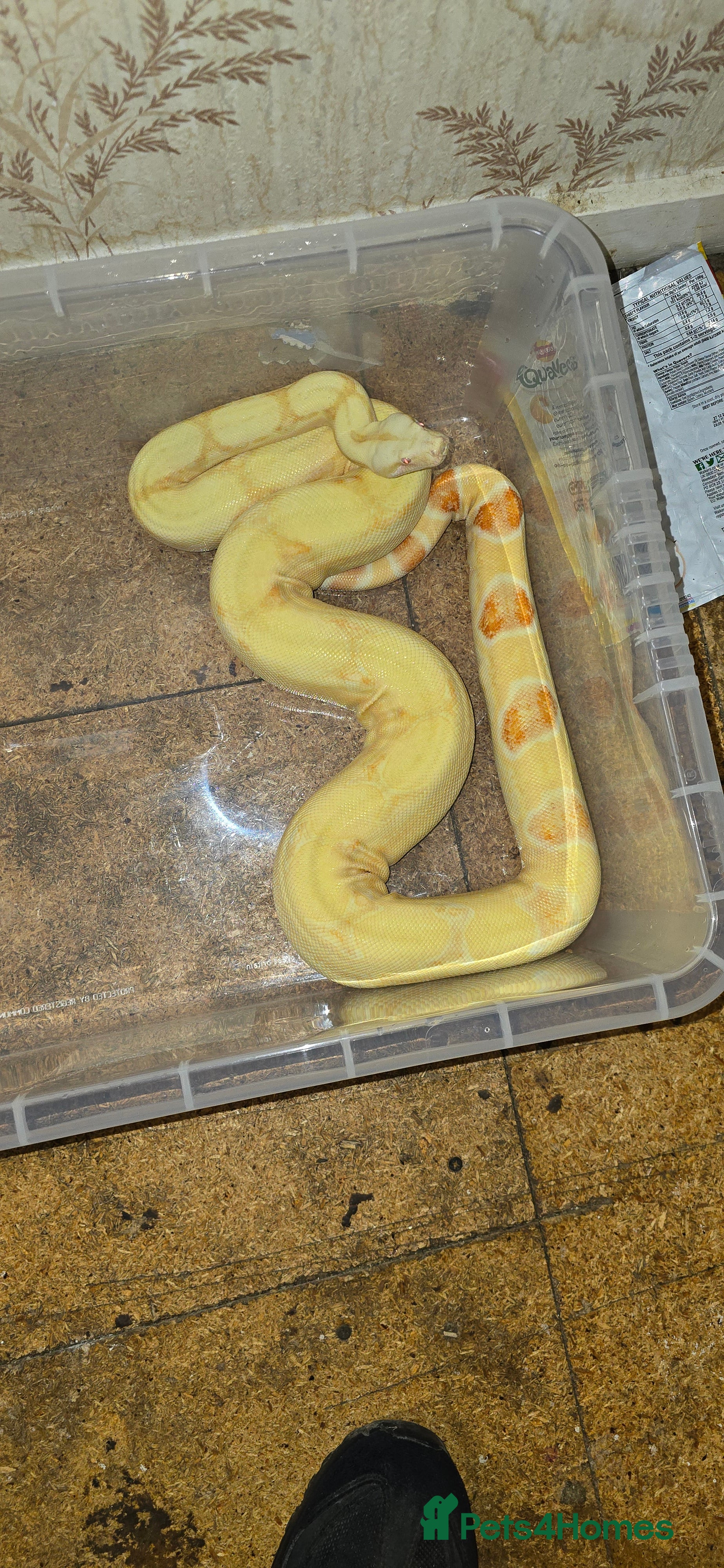 Boa Snake reptiles 2 bci boas for sale - Advert 2