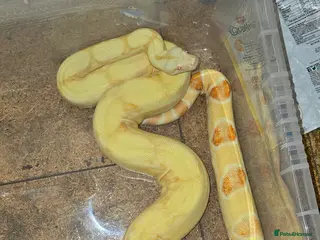 Boa Snake reptiles 2 bci boas for sale - Advert 2