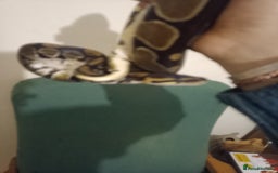 Python Snake reptiles for sale: Beautiful royal python for rehoming - Image 4