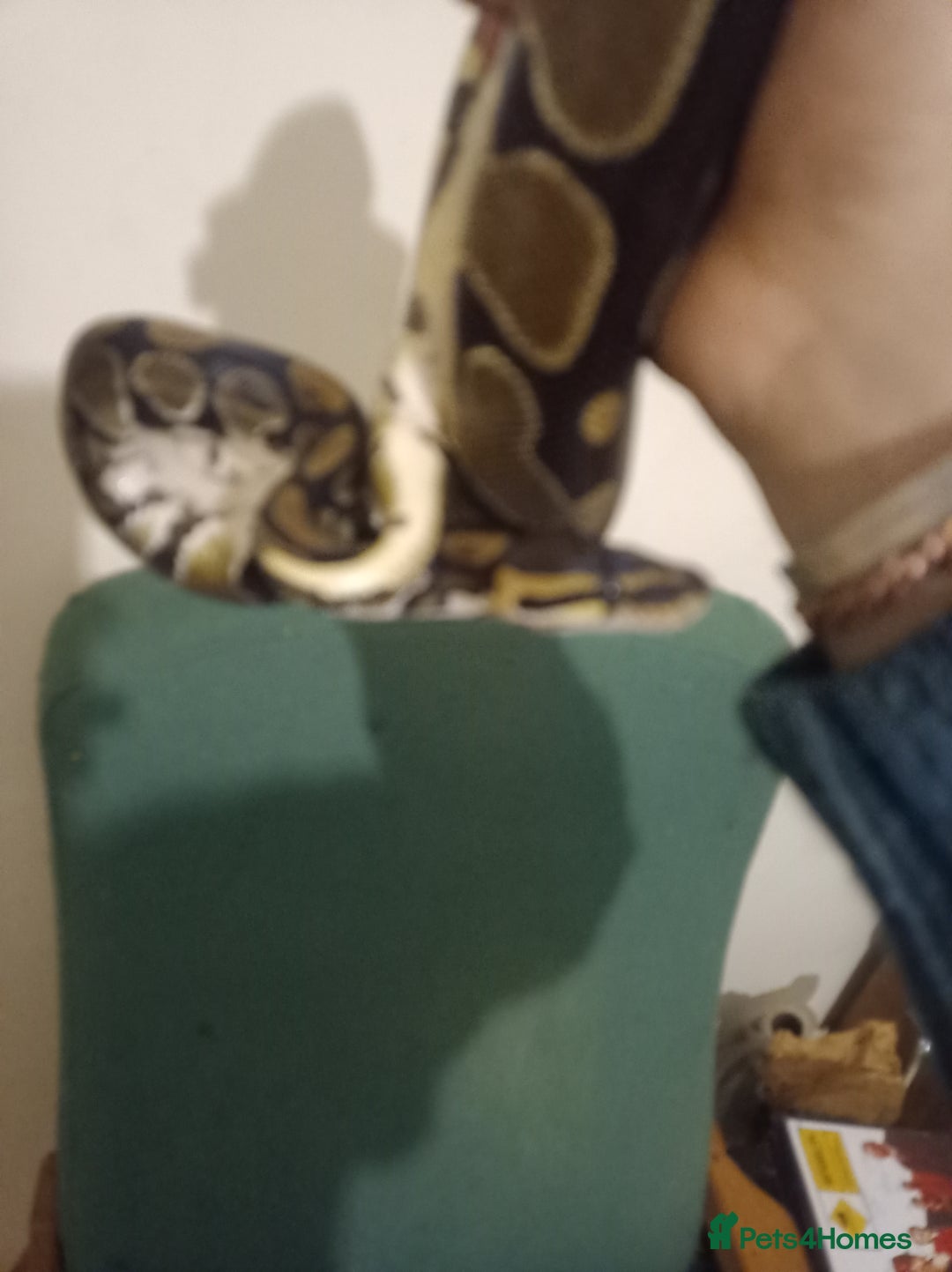 Python Snake reptiles for sale: Beautiful royal python for rehoming - Image 4