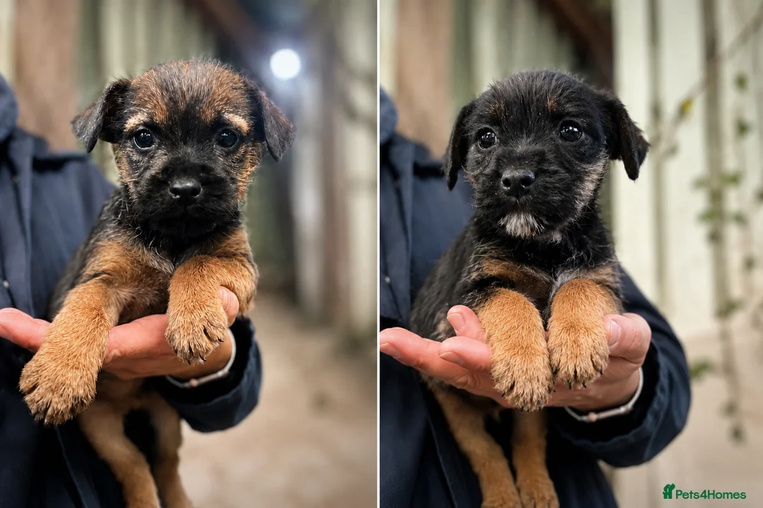 Border Terrier dogs for sale:  Ready to leave Border terrier male - Advert 1