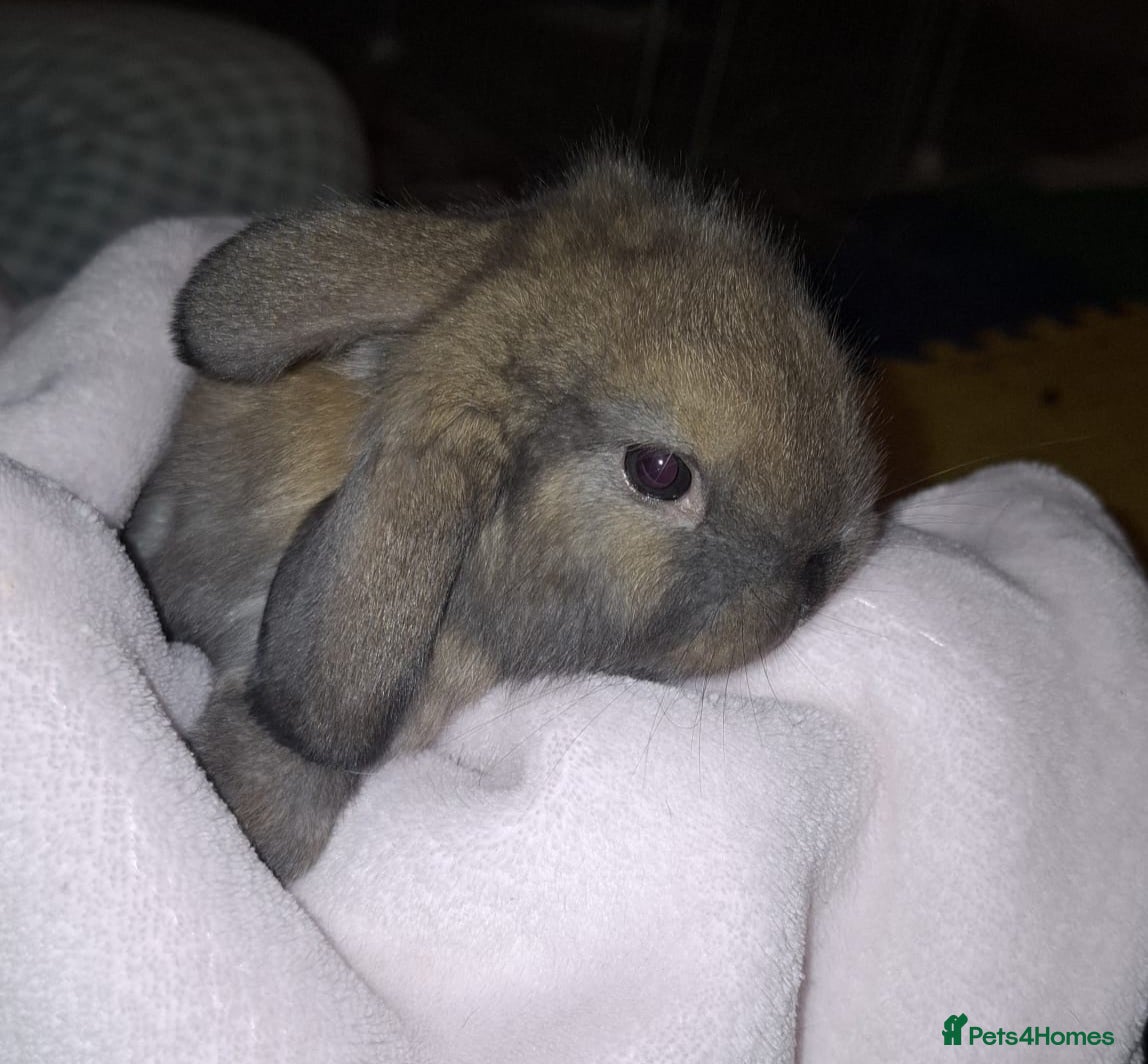 Mini Lop rabbits Mini Lops - Advert 11