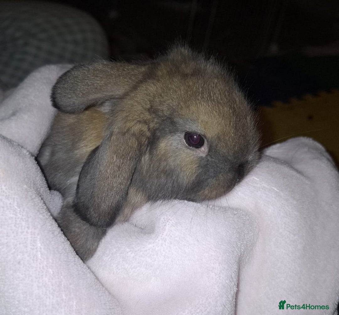Mini Lop rabbits for sale: Mini Lops - Advert 1